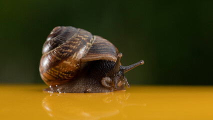 Close-up macro photograph of a land snail crawling in its natural environment. Detailed view of the shell, body, and antennae with selective focus, soft background, and natural light. © VIVUS