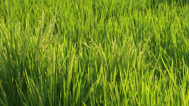 Green paddy field blowing gently in the wind illuminated by soft sunlight.