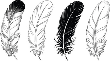 Monochrome bird feather vector set featuring detailed black and white line art quill illustrations isolated on white background © MdDulal
