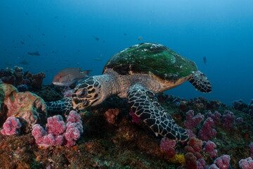 Fototapeta premium Hawksbill turtle swimming over vibrant coral reef underwater