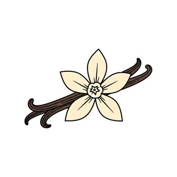 Minimalist vanilla bean vector with elegant flower on white