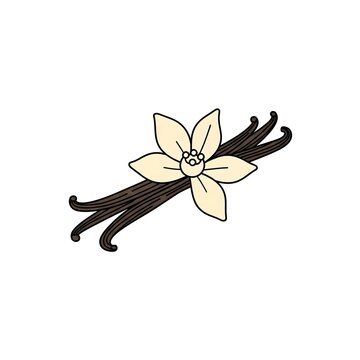 Hand drawn vanilla bean vector with orchid flower on white