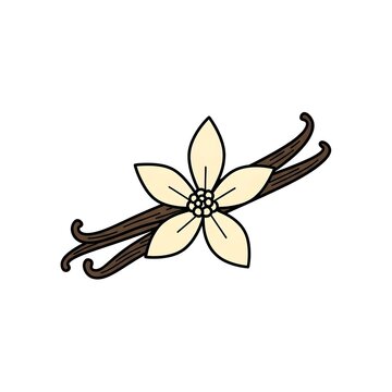 Simple vanilla bean vector with flower illustration