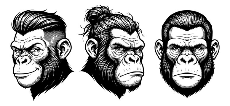 Three distinct ape head illustrations with modern hairstyles and varied expressions in stark black and white line art
