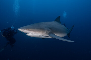 Naklejka premium Bull shark swimming near diver in deep ocean