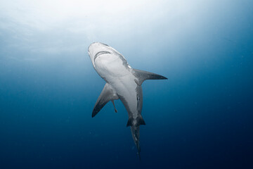 Bull shark swimming in deep blue ocean water © Kristof