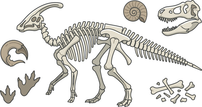 Dinosaur Skeleton Vector Icon Set with Parasaurolophus Bones Tyrannosaurus Rex Skull Ammonite Fossil Claw and Footprints for Museum and Education Designs