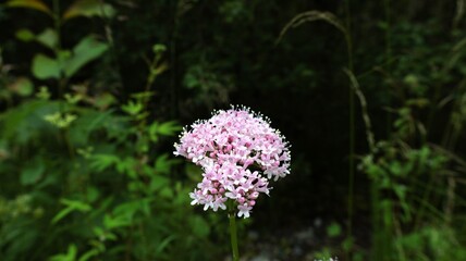 Fototapeta premium Horizontal macro shot of a blooming pink valerian flower head with dark natural green bokeh background
