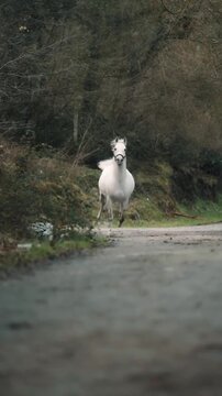 horse running on the road 