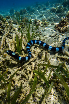 Yellow-Lipped Sea Krait (Laticauda colubrina) Swimming Over Coral Reef in Australian Waters