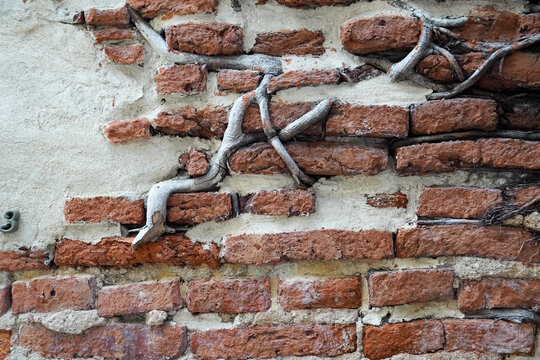 Weathered brick wall with climbing plant roots and peeling plaster texture