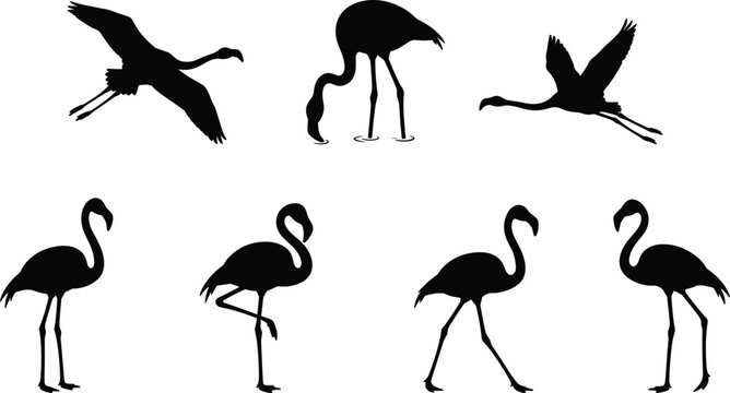 Set of Flamingo Silhouette Illustrations in Flying, Standing, Walking, and Feeding Bird Poses
