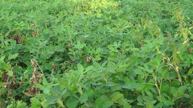 Panning shot of a lush green peanut field (Arachis hypogaea) in Southeast Asia during the afternoon, representing sustainable agricultural development and local agribusiness.