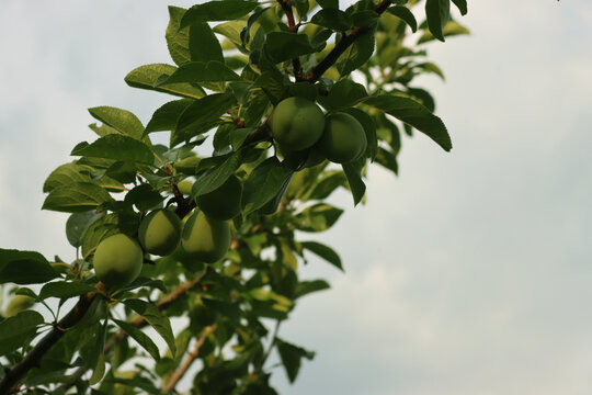 Many unripe Queen Claude ( Reine Claude) plums growing on branches in the orchrad on summer. Prunus domestica