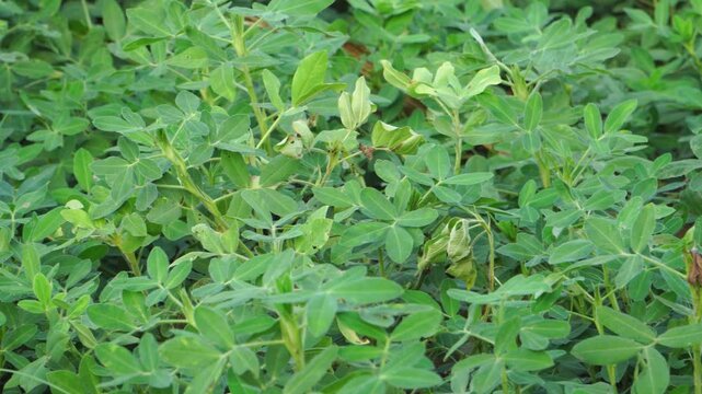 Close-up pan of lush green peanut plants (Arachis hypogaea) in a Southeast Asian field during the afternoon, showcasing sustainable agriculture, local agribusiness, and food production.