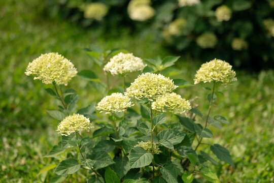 Hydrangea arborescens bush blooming with white inflorescences in a park garden.