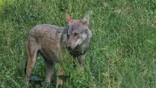 Gray Wolf Scenting the Air in a Forest Clearing