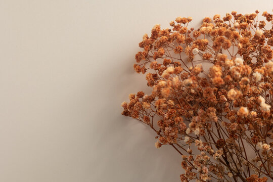 Dried baby's breath flowers creating a minimalist autumn floral background texture