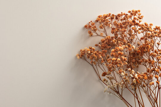 Dried orange gypsophila flowers on a neutral background, minimalist texture with copy space