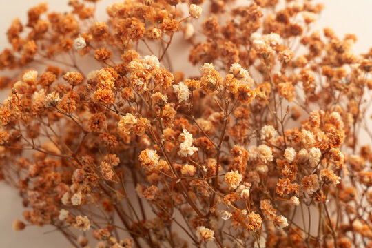 Dried baby's breath flowers creating a textured autumn background