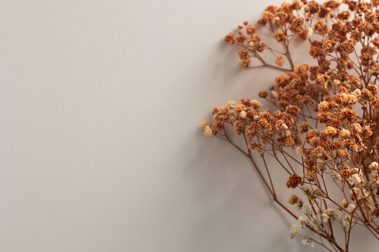 Dried gypsophila flowers creating a minimalist autumn visual with copy space