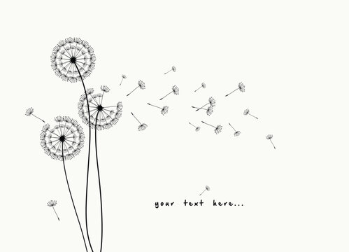 Wild flower dandelion with free space for text.  Vector flower for background, dandelion flying wall decal children's room 