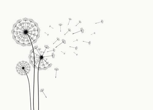 Wild flower dandelion with free space for text.  Vector flower for background, dandelion flying wall decal children's room 