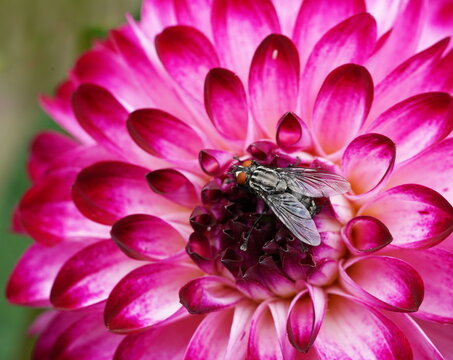 grey flesh fly on dahlia