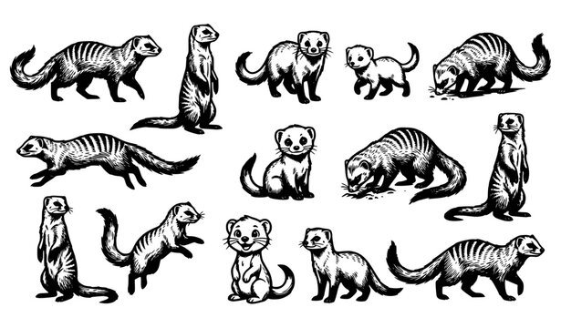 Detailed Meerkat and Mongoose Wild Mammal Vector Illustration Set Featuring Various Poses Including Guard Sentinel Standing Foraging Running and Cute Cartoon Mascot Characters
