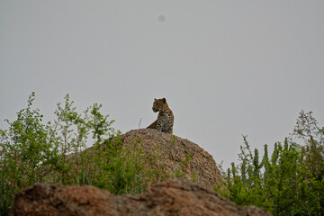 Leopard, Jawai, Rasjasthan, India © Jayram