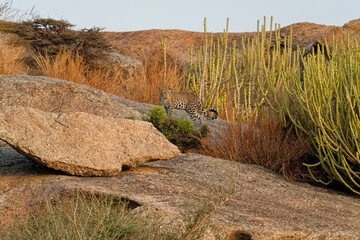 Leopard, Jawai, Rajasthan, India © Jayram