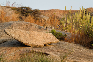 Leopard, Jawai, Rajasthan, India. © Jayram