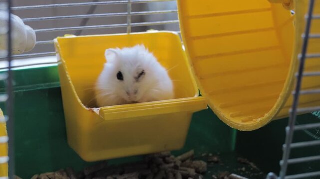 Cute Little White Dwarf Hamster Eating Food in Yellow Plastic Feeder Inside Pet Cage