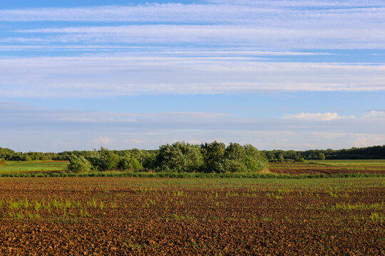 Vast plowed field with rich brown soil spreads out beneath a picturesque blue sky with light clouds. Green trees and bushes stand on the horizon, separating the agricultural lands.