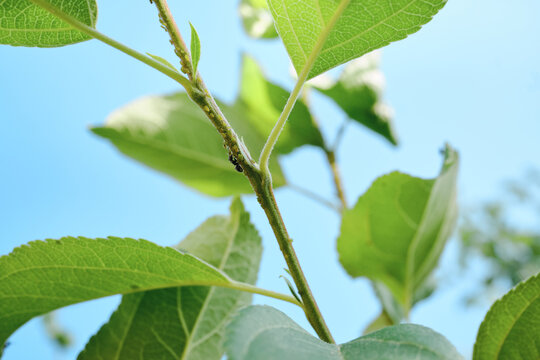 Aphids and an ant colonizing plant stem and leaves against blue sky