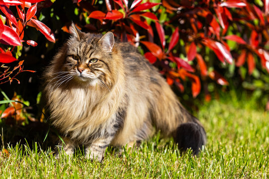 Long haired pet of siberian breed in a garden