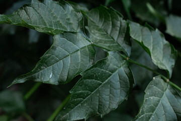 Obraz premium Green Leaves Background with Natural Texture and Selective FocusClose-up of green leaves with natural texture and soft selective focus. Organic botanical background suitable for ecology, gardening, 
