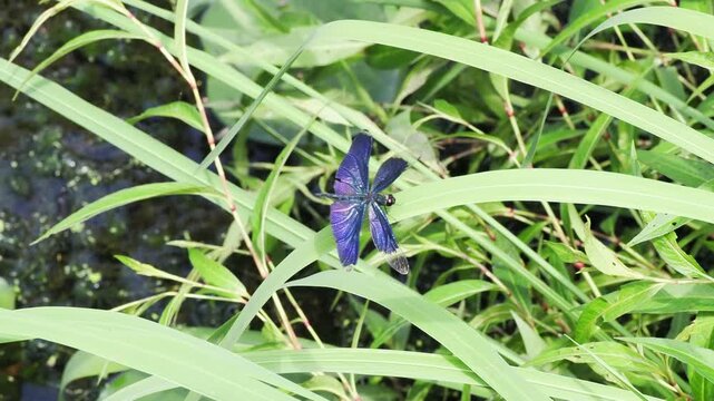宝石みたいなトンボ（チョウトンボ）