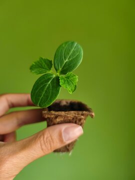 Cucumber Seedling with Four Leaves and a Healthy Closed Root System