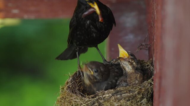 An adult male blackbird feeds two nearly fledged chicks with similar portions, then remains on the nest edge while both chicks settle with their beaks slightly open.