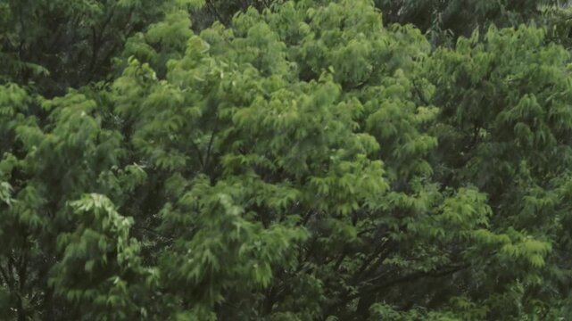 Tokyo,Japan - July 26, 2026: Storm or falling heavy rain with strong wind