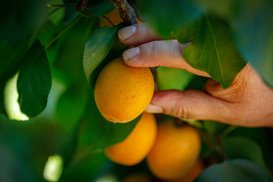 Woman's hand picking ripe apricots from a tree branch. Close-up.