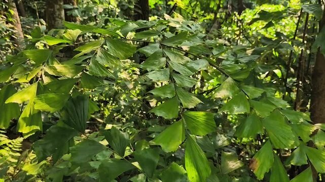 Fishtail palm (Caryota mitis) green leaves with fishtail shape growing in forest in 4k video.
