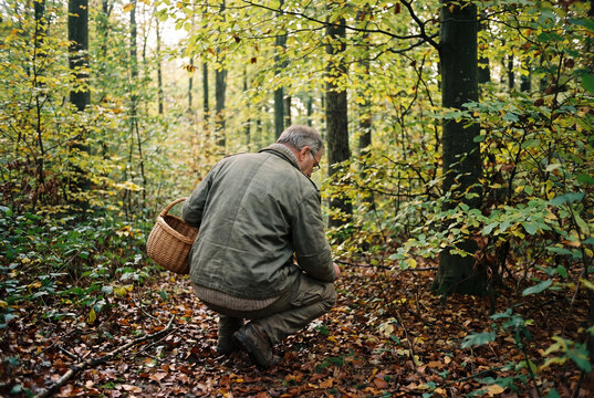 An older man in a green jacket crouches in an autumn forest with a wicker basket on his back, searching the ground for mushrooms.