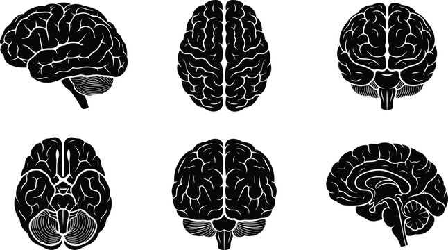 Set of anatomical human brain projections showing multiple views including top side front and back perspectives in black