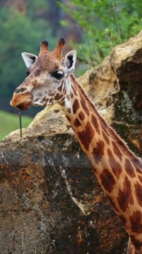 Majestic giraffe with a long spotted neck looking around and chewing in its natural environment, showing curiosity and calm behavior in a close up portrait of the wild african animal