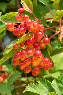 Vibrant cluster of red and orange guelder-rose, Viburnum opulus berries on a leafy green bush, illuminated by bright natural light
