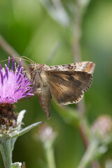 Fototapeta premium Delicate Silver-Y moth, Autographa gamma Nectar Feeding on Vibrant Purple Bloom in a Lush Green Natural Garden Environment