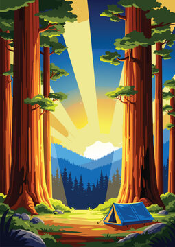 Camping in a giant redwood forest at sunrise vector illustration with blue tent beneath towering sequoia trees and glowing sunbeams