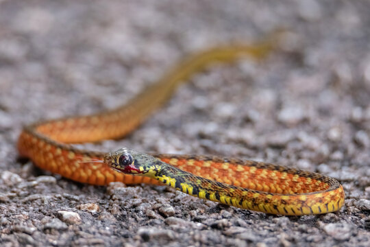 view of spotted keelback in nature